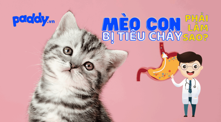 Mèo bị tiêu chảy: Nguyên nhân, triệu chứng, cách xử lý và phòng ngừa