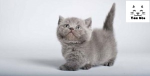 Mèo Munchkin chân ngắn với bộ lông nhiều màu sắc đang chơi đùa