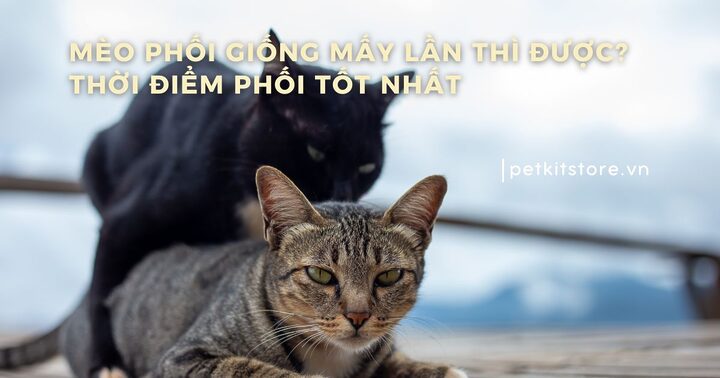 Phối Giống Mèo Bengal: Hướng Dẫn Chi Tiết
