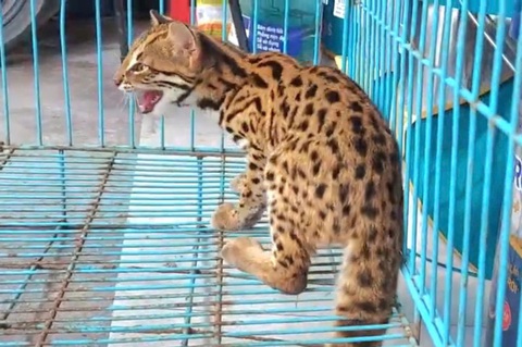 Tổng Quan Về Các Loài Mèo Rừng Ở Việt Nam