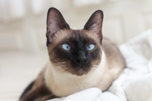 Mèo Xiêm (Siamese) với bộ lông ngắn đặc trưng