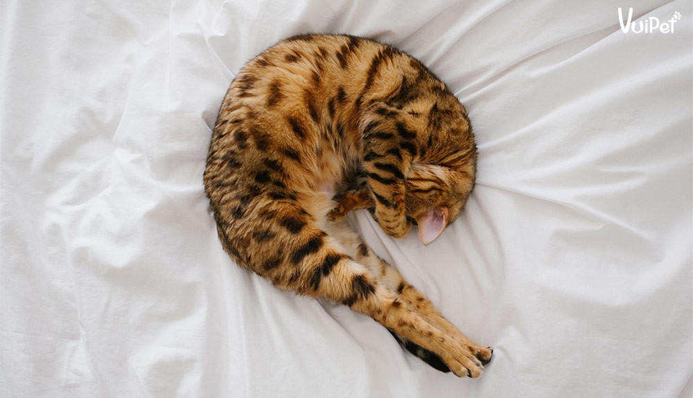 Một chú mèo Bengal đang nhìn ra cửa sổ, có thể bị buồn chán nếu không được tương tác