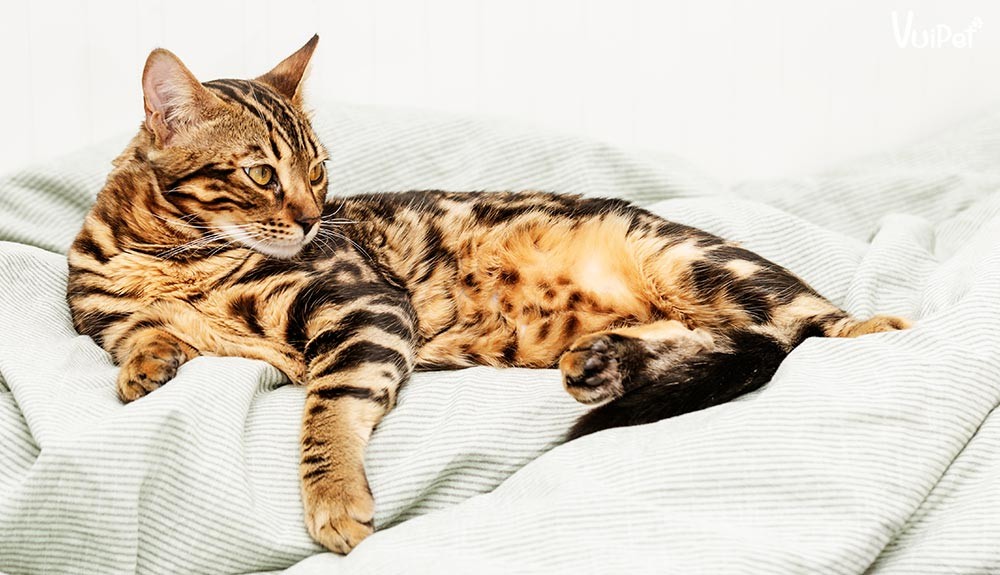 Một lứa mèo Bengal con, đề cập đến việc sinh sản tại Việt Nam còn hạn chế