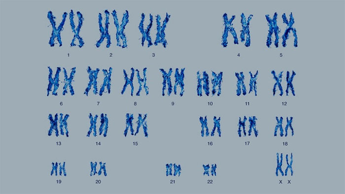Bất thường nhiễm sắc thể ở mèo: Hiểu rõ nguyên nhân, triệu chứng và chăm sóc