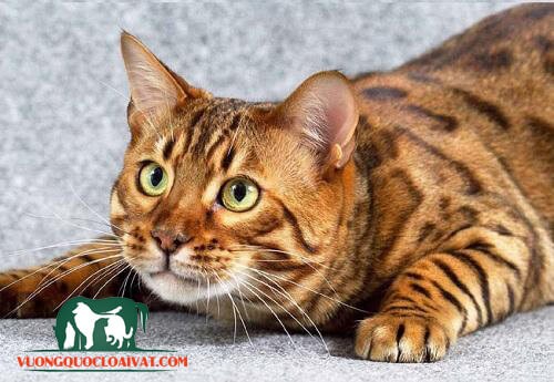Những yếu tố ảnh hưởng đến mèo Bengal giá bao nhiêu