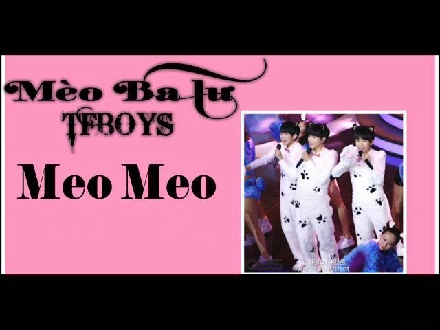 Mèo Ba Tư TFBOYS: Giải mã sự kết hợp thú vị