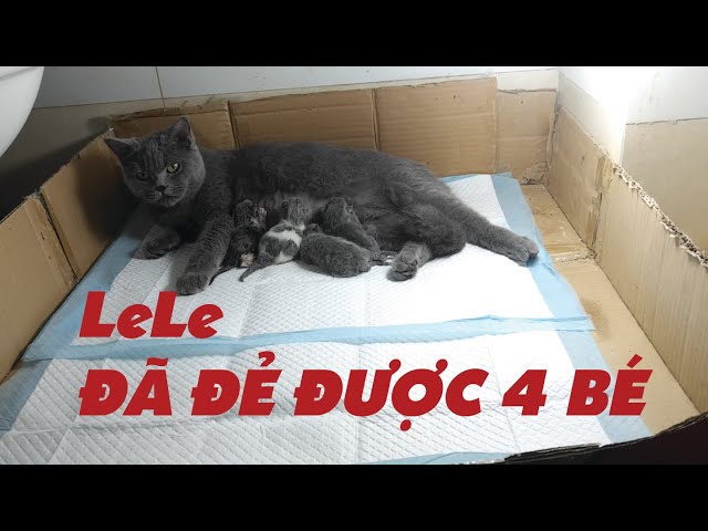 Mèo Anh Lông Ngắn mấy tuần sẽ đẻ được: Chu kỳ mang thai