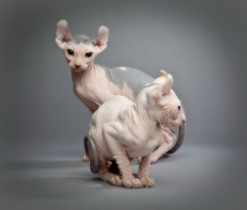 So sánh giá bán giữa mèo Ai Cập được nhân giống trong nước và mèo Sphynx nhập khẩu.