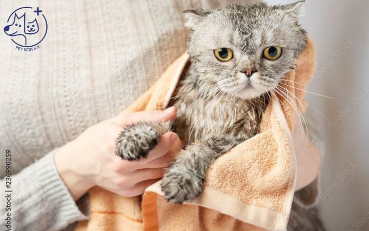 Tắm cho mèo Anh lông ngắn đúng cách và an toàn