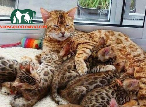 Tìm nơi mua mèo Bengal uy tín tại Việt Nam