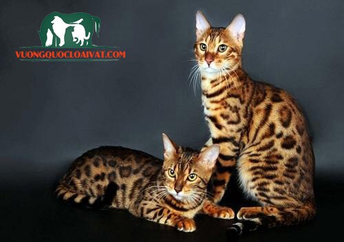 Tính cách nhanh nhẹn, đáng yêu của mèo Bengal