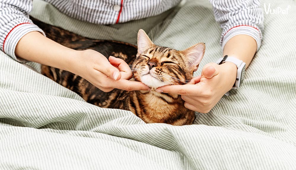 Vệ sinh khay cát cho mèo Bengal, một phần quan trọng trong cách nuôi mèo bengal sạch sẽ