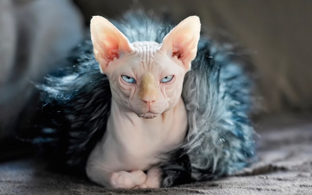 Việc giữ ấm cho mèo Ai Cập (Sphynx) vào mùa đông là rất quan trọng do chúng không có lớp lông bảo vệ.