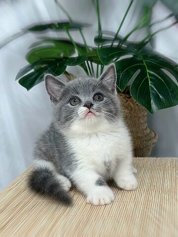 Tổng Hợp Các Màu Lông Mèo Anh Lông Ngắn