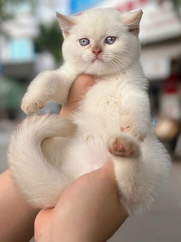 Tên Tiếng Anh Mèo Anh Lông Ngắn: British Shorthair