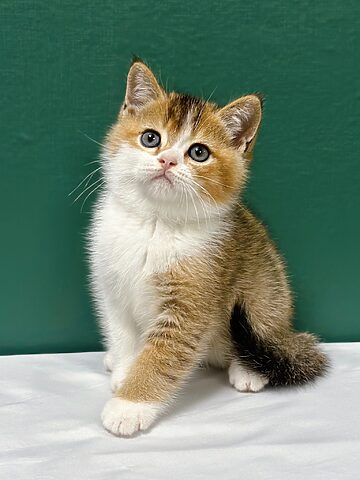 Tên Tiếng Anh Mèo Anh Lông Ngắn: British Shorthair