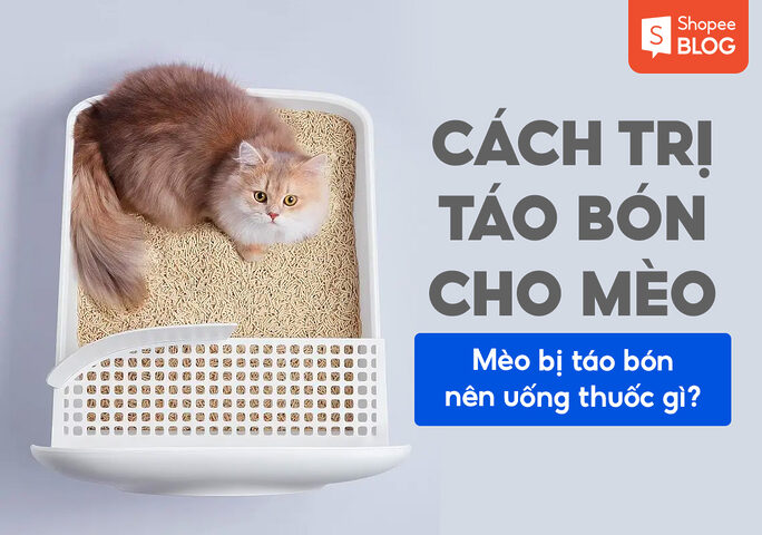Mèo Bị Táo Bón: Dấu Hiệu, Nguyên Nhân Và Cách Xử Lý Hiệu Quả