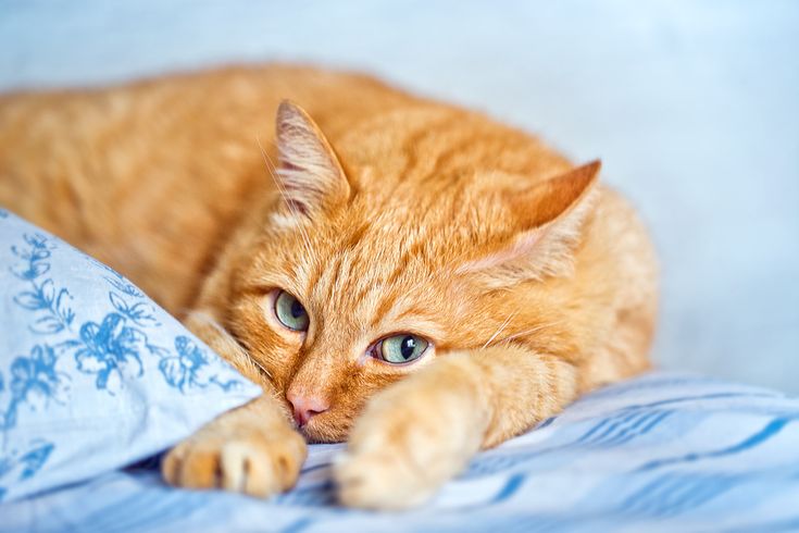 Mèo Ta Vàng: Đặc Điểm, Tính Cách và Chăm Sóc