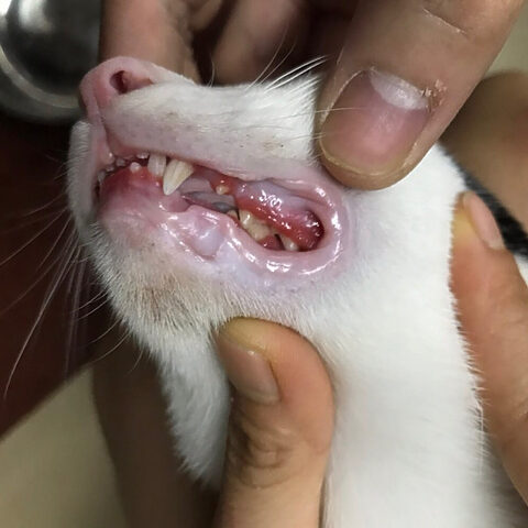 Mèo Bị Chảy Máu Răng: Nguyên Nhân, Triệu Chứng & Cách Xử Lý