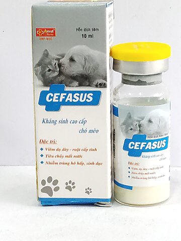 Mèo bị viêm dạ dày: Triệu chứng, chẩn đoán & điều trị
