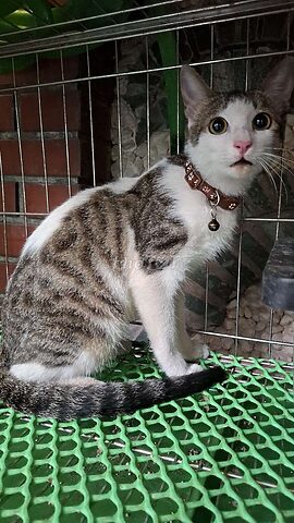 Đặc Điểm Mèo Nga Lai Mèo Ta: Tất Cả Thông Tin Cần Biết