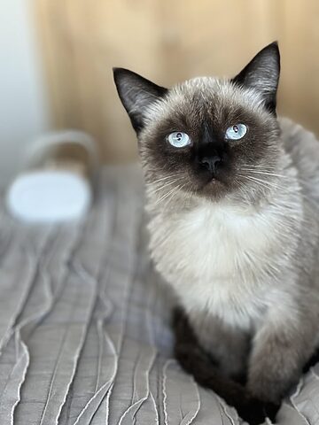 Sự thật về Mèo Xiêm Lông Xù: Giống mèo và đặc điểm