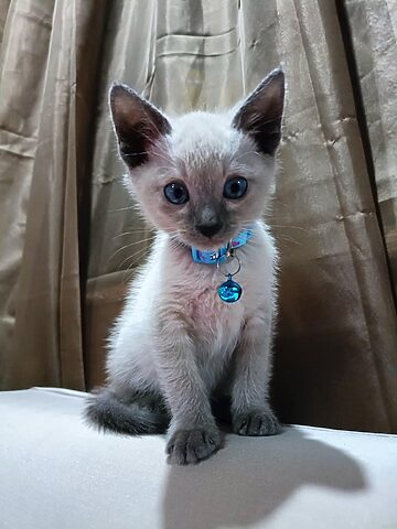 Mèo Xiêm Con: Đặc Điểm & Cách Chăm Sóc Tốt Nhất