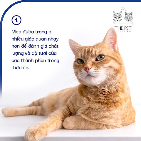 Chế độ Dinh Dưỡng Cho Mèo Anh Lông Ngắn 2 Tháng Tuổi