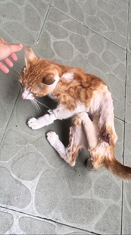Mèo Bị Chủ Bỏ Đói: Dấu Hiệu, Hậu Quả Và Cách Giúp Đỡ