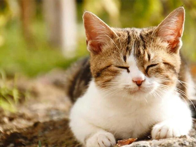 Mèo Ta Tam Thể: Đặc Điểm, Tính Cách Và Ý Nghĩa