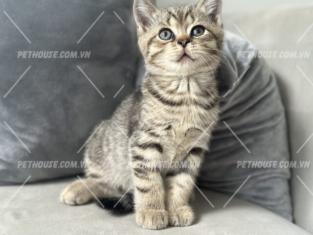 Mèo Anh Lông Ngắn Tabby: Đặc Điểm, Chăm Sóc & Giá