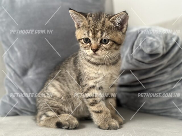 Mèo Anh Lông Ngắn Lai Tabby: Đặc Điểm Chi Tiết & Cách Chăm Sóc