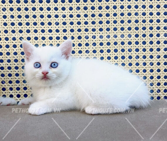 Giá Mèo Anh Lông Ngắn Trắng Bao Nhiêu? Yếu Tố Ảnh Hưởng