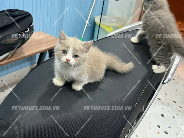 Mèo Anh Lông Ngắn Xám Trắng: Đặc Điểm, Tính Cách & Chăm Sóc Toàn Diện