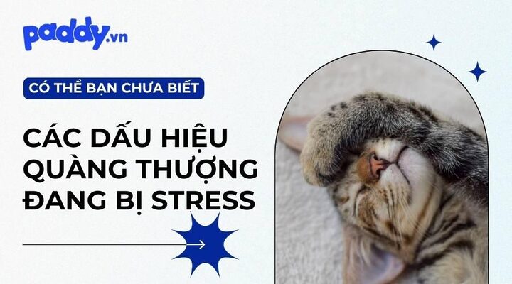 Mèo bị stress: Cách nhận biết và chữa trị