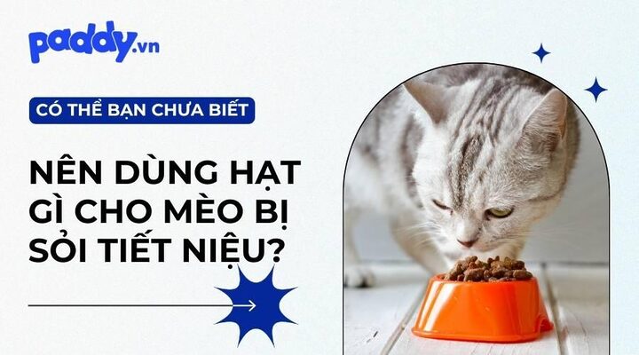 Thức ăn cho mèo bị bệnh thận: Lựa chọn & Chăm sóc tốt nhất