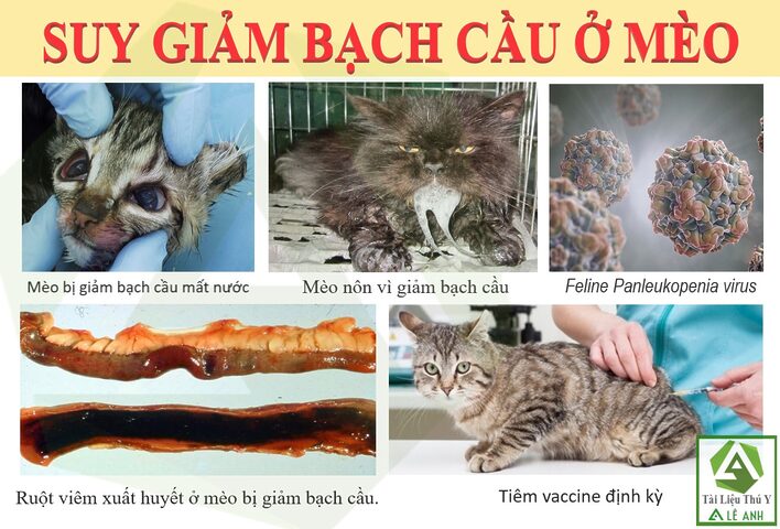 Mèo Bị Sốt Xuất Huyết: Sự Thật Và Những Bệnh Cần Cảnh Giác