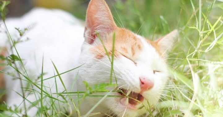Mèo bị động kinh: Nhận biết dấu hiệu và chăm sóc