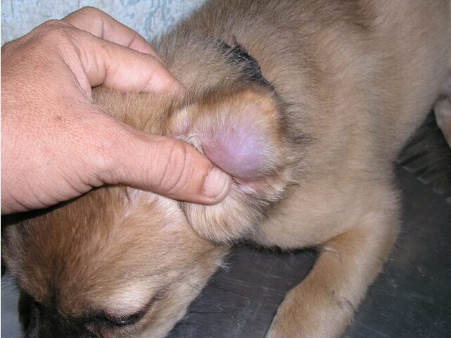 Mèo Bị Tụ Máu Vành Tai: Nguyên Nhân, Triệu Chứng & Cách Trị
