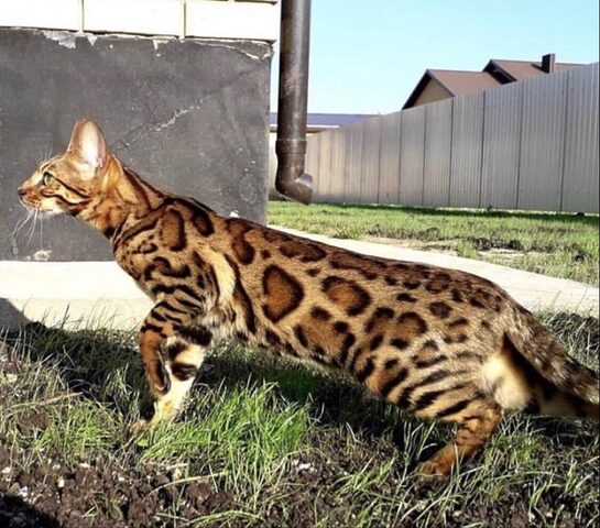 Mèo Bengal bao nhiêu tiền? Cập nhật giá chi tiết và các yếu tố ảnh hưởng