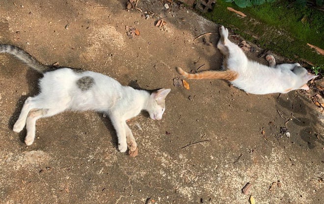 Giải mã chiêm bao thấy mèo bị chết