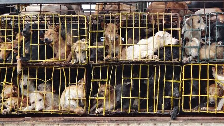 Giá Thịt Mèo Rừng: Sự Thật Đáng Báo Động Và Nguy Cơ