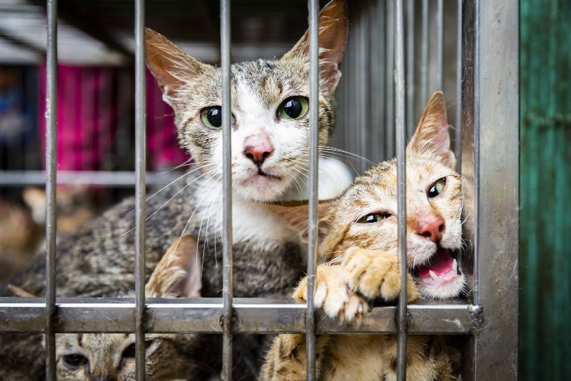 Sự Thật Về Việc Hổ Có Ăn Thịt Mèo Rừng Không