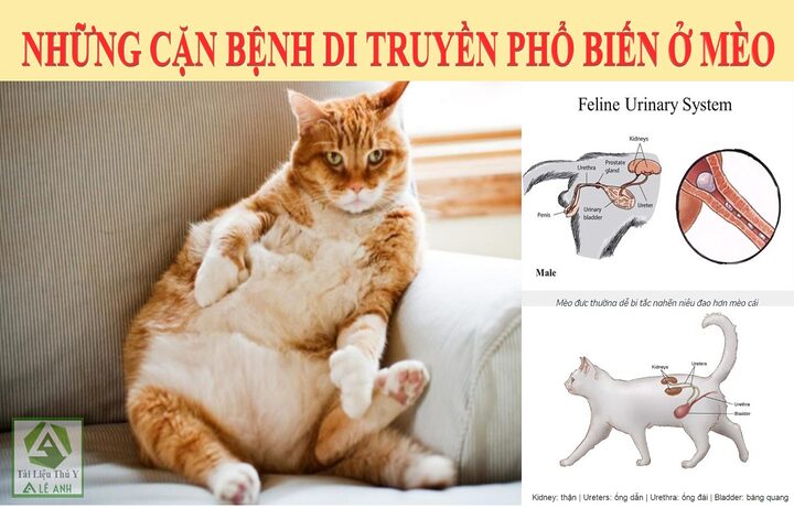 Mèo Bị Đột Biến Gen: Hiểu Rõ Các Dạng Thường Gặp Và Cách Chăm Sóc