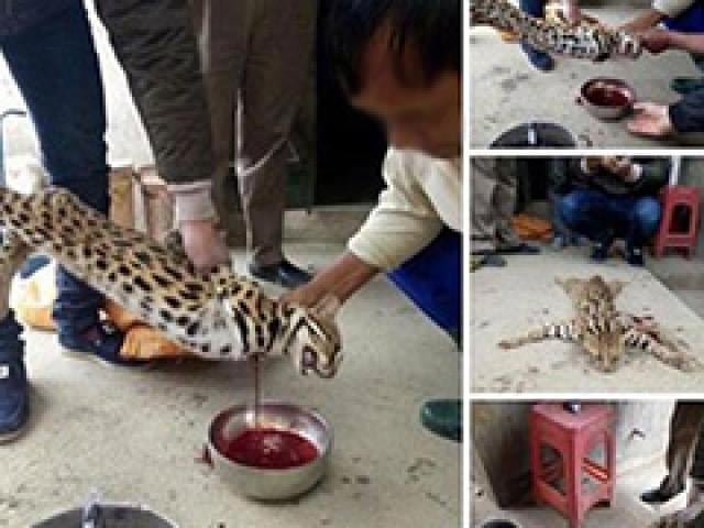 Giá mèo rừng 1kg: Sự thật về loài vật hoang dã này