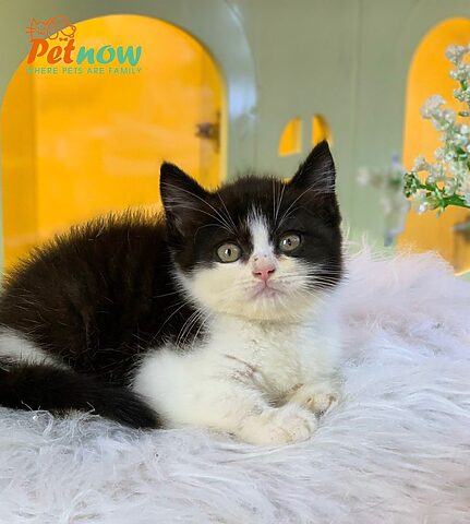 Tìm hiểu về Mèo Anh Lông Ngắn Tuxedo: Đặc điểm và Cách Chăm Sóc