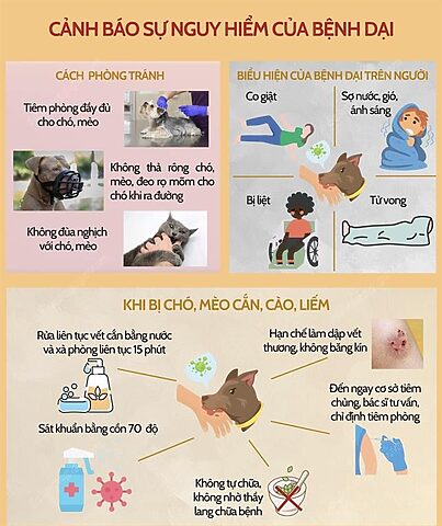 Mèo Bị Bệnh Sau Khi Ăn Chuột: Hướng Dẫn Xử Lý