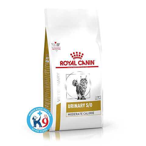 Thức ăn cho mèo bị bệnh thận: Lựa chọn & Chăm sóc tốt nhất