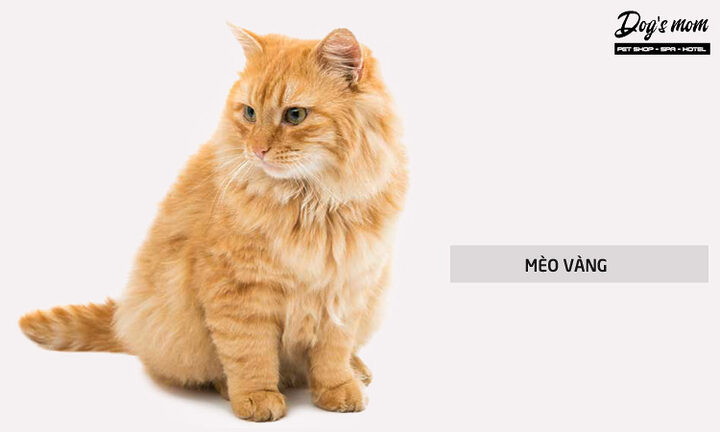 Mèo Anh Lông Dài Vàng: Đặc Điểm, Cách Chăm Sóc & Sức Khỏe