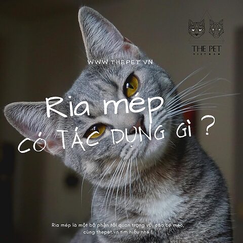Mèo Bị Cắt Râu Bao Lâu Mọc Lại Chi Tiết Nhất